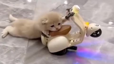 🐈 🛵 Racing