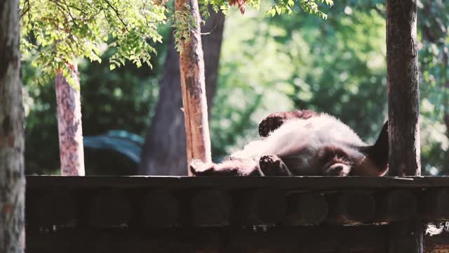 Giant pandas climb trees