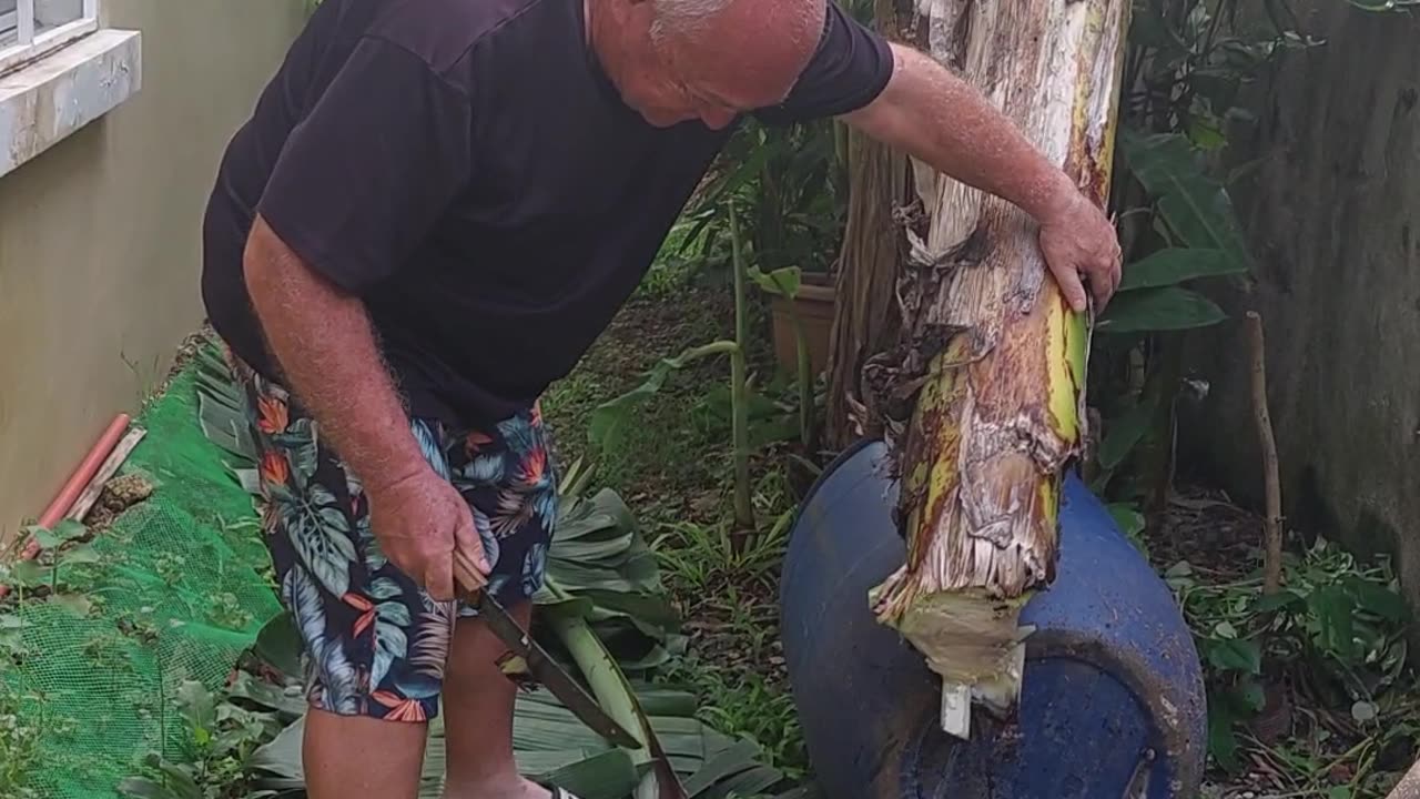 BANANA HARVEST