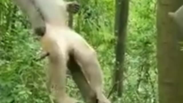 #Funny monkey###