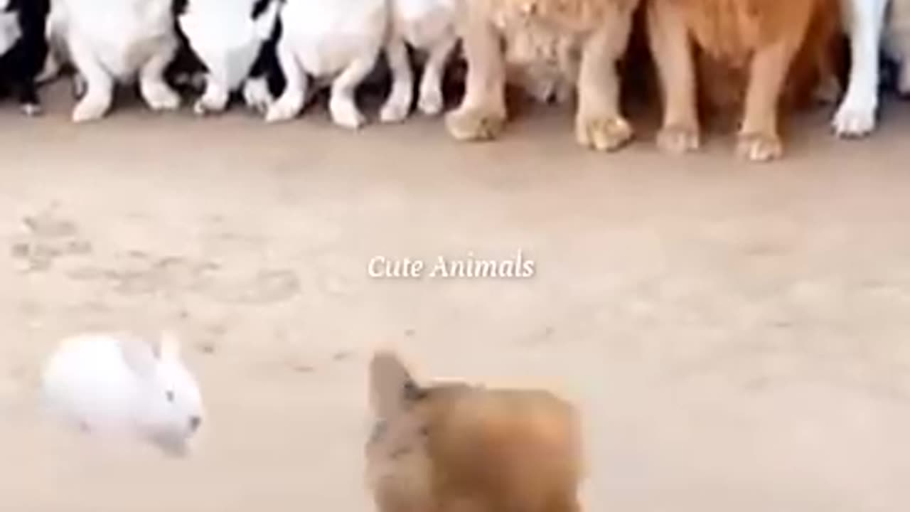 Funny Animals