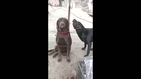 funny video of animal