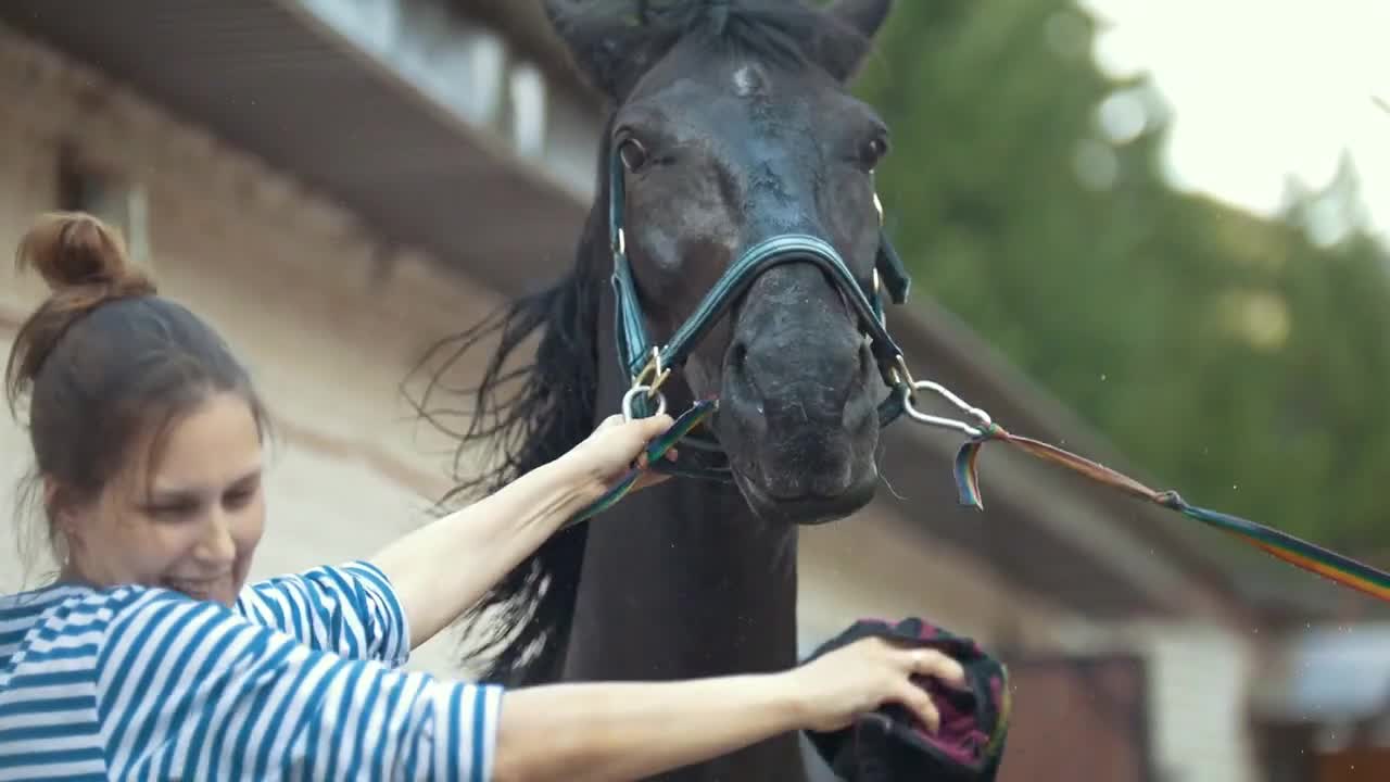 Young woman washes the horse with a brush