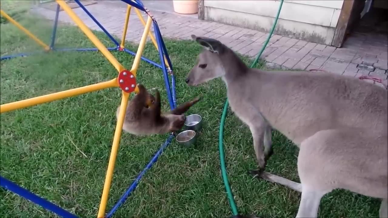 Baby Sloths *CUTE*