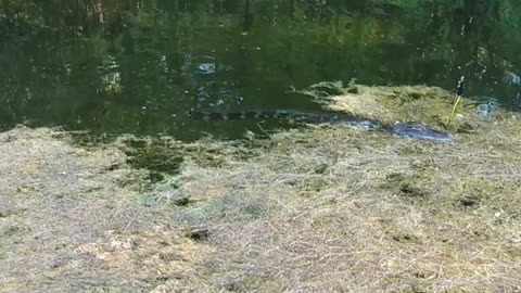 Gator likes frog lure