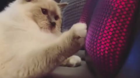 When Cats meet Gadgets - Reactions