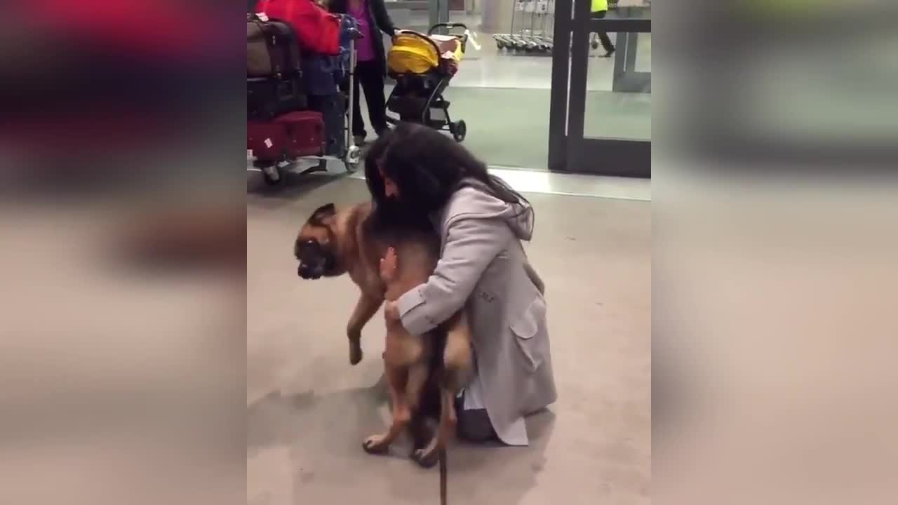 ANIMALS LOVE THEIR OWNERS VERY MUCH