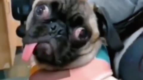 Dogs