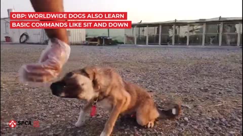 SPCA International | Global Animal Rescue | OBP:Worldwide A Day in the Life