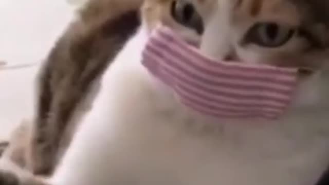 FUNNY CAT VIDEO 😁😁😁 covid 19