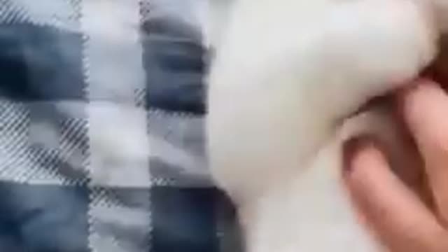 Funny videos// beautiful animals