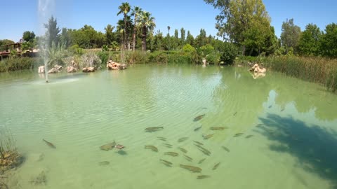 Park Lake Fish Tortoise Animal Nature Day Tree