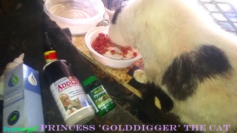 'GoldDigger' the CAT, gets Full Nutritional Support APRIL 4, 2019