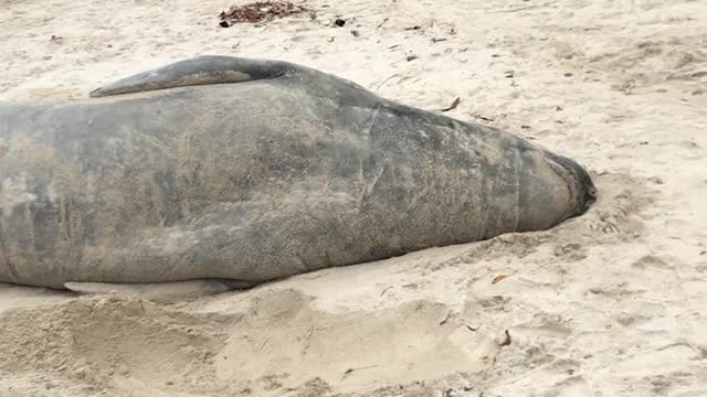 Rare Elephant Seal Washes Up on the Beach