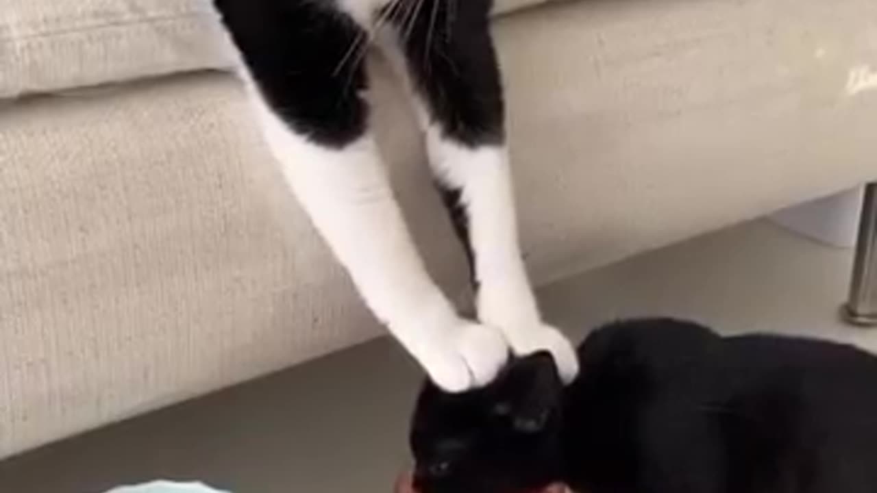 Funny animals cat's and dogs funny video