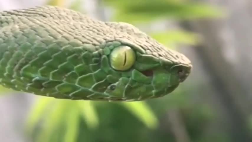 green snake viper