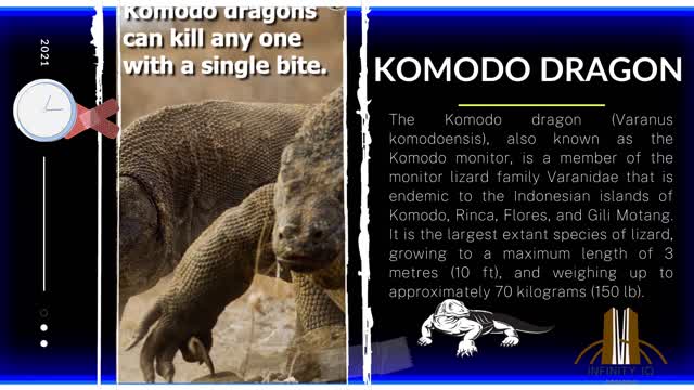 Large lizard on the Earth | Komodo Dragon | World's Deadliest Animals