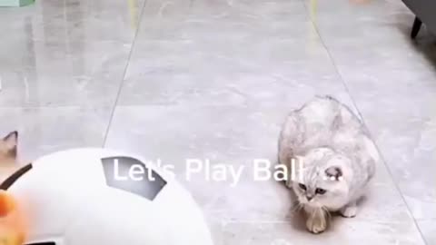 Funny Cats - Playing Sports__ _funnycats _funnyanimals _nba