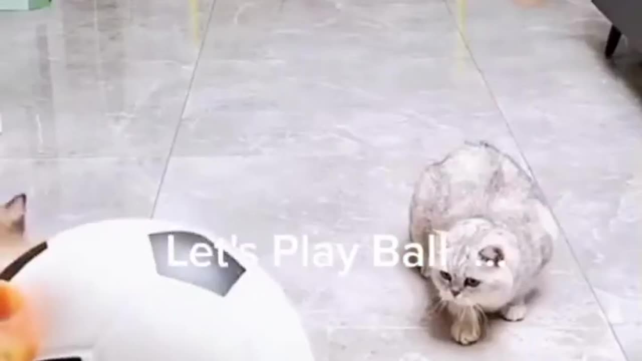 Funny Cats - Playing Sports__ _funnycats _funnyanimals _nba