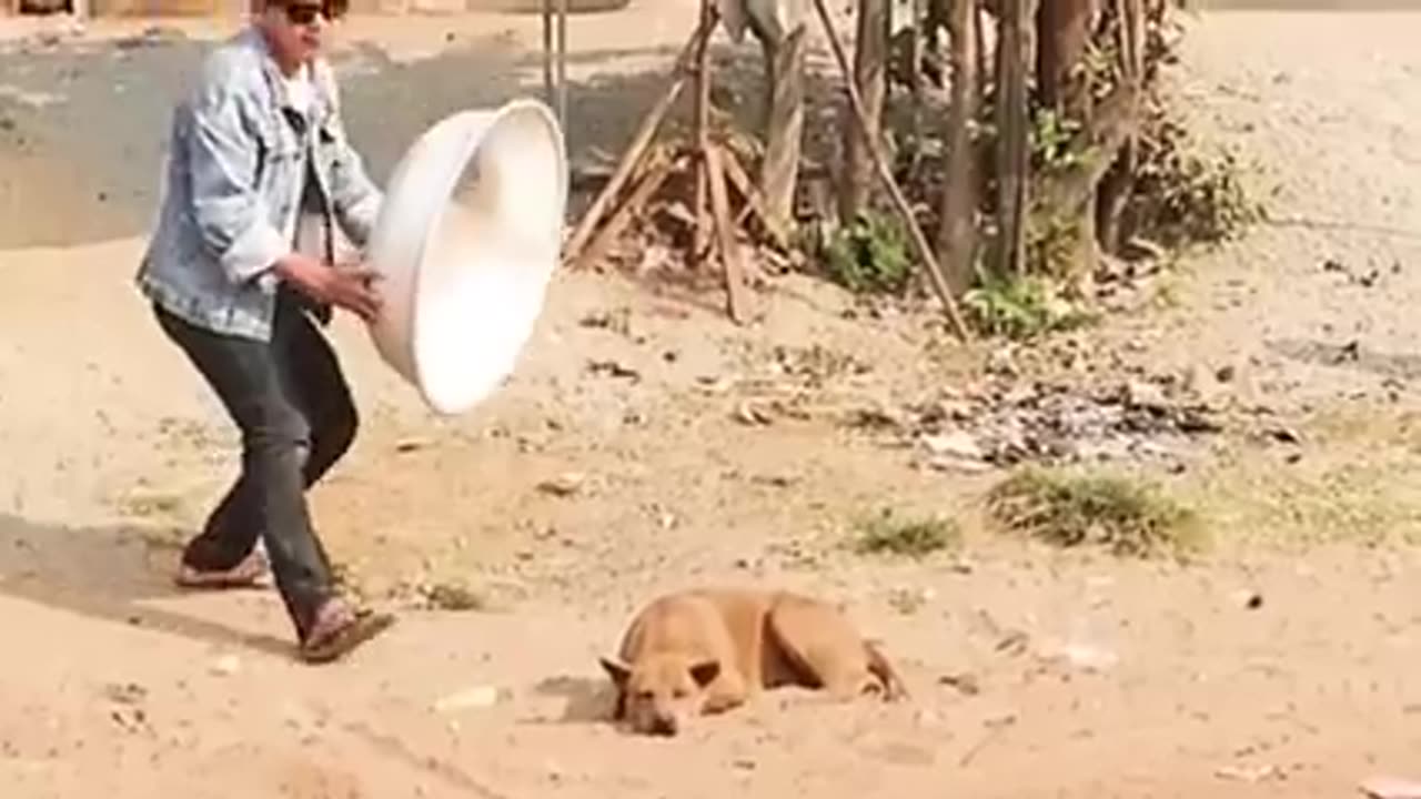 Funny Animals