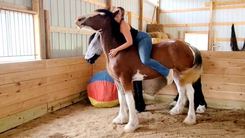 Clydesdale loving neck scratches