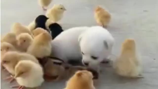 Funny animals video
