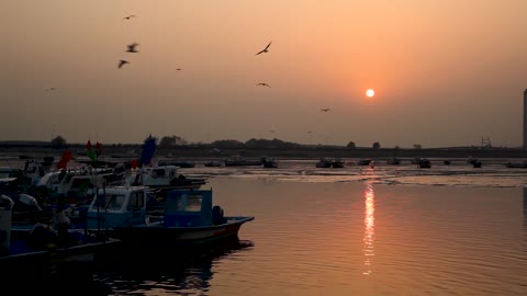 Port Boats Sunset Sea Fisherman Seagull Muzzle