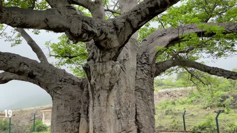 OMAN, Salalah