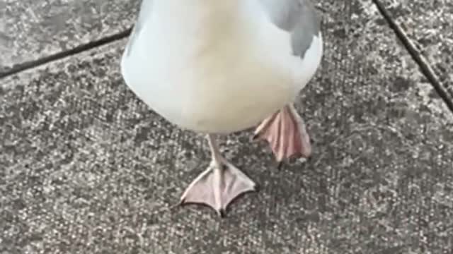 Steven seagull