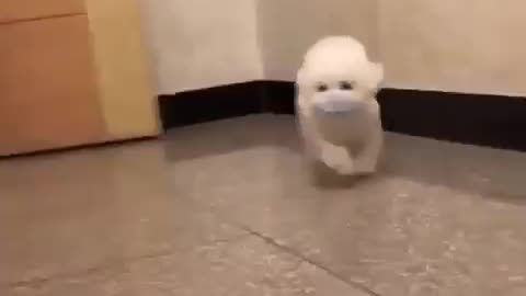 funny puppy