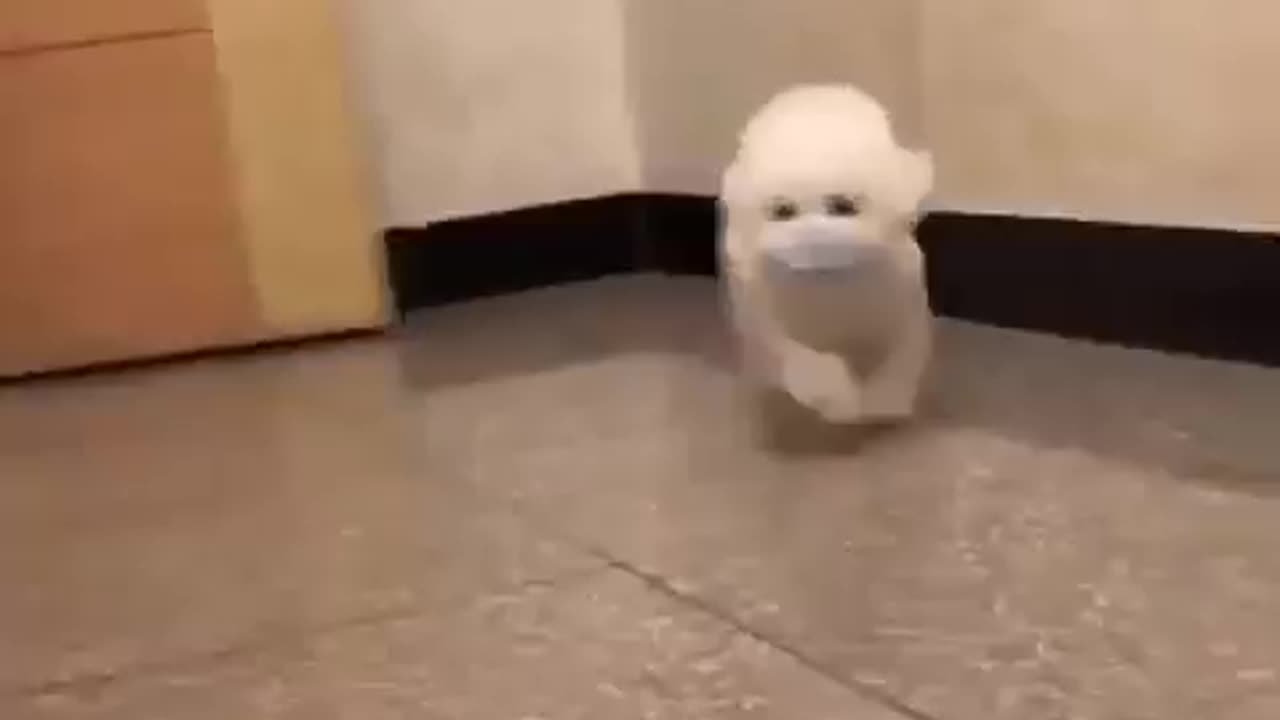 funny puppy