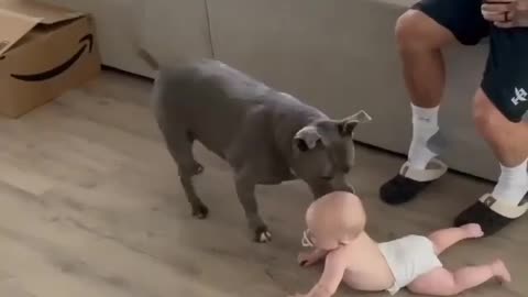 Cute baby And Bulldog viral funny video