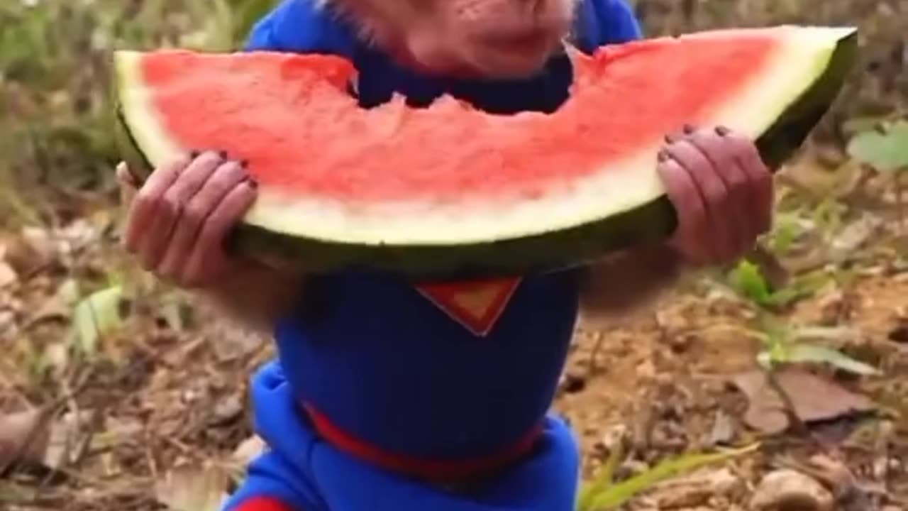 How eat monkey watermelon