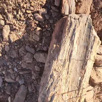 Petrified Wood Found On Hike