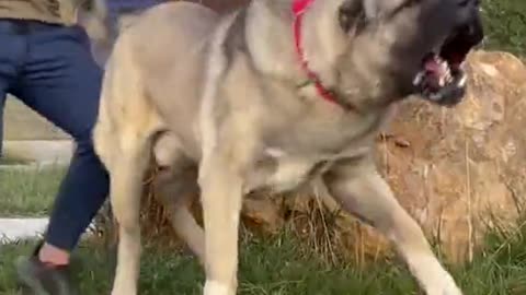 Dog videos