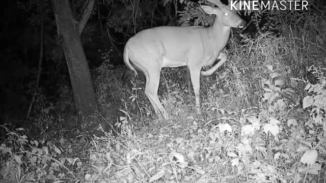 Tactacam Reveal trail cam pictures