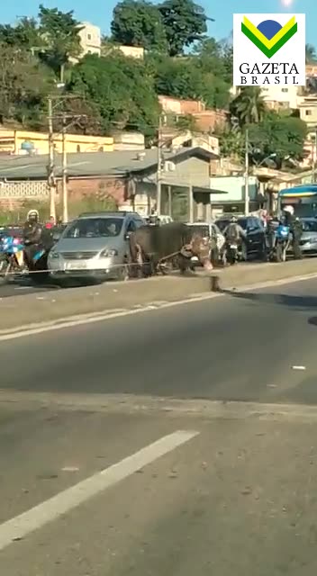 Búfalo descontrolado invade rua e deixa motoristas em pânico no Rio
