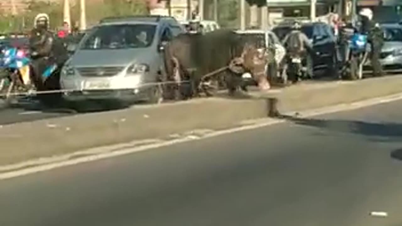 Búfalo descontrolado invade rua e deixa motoristas em pânico no Rio