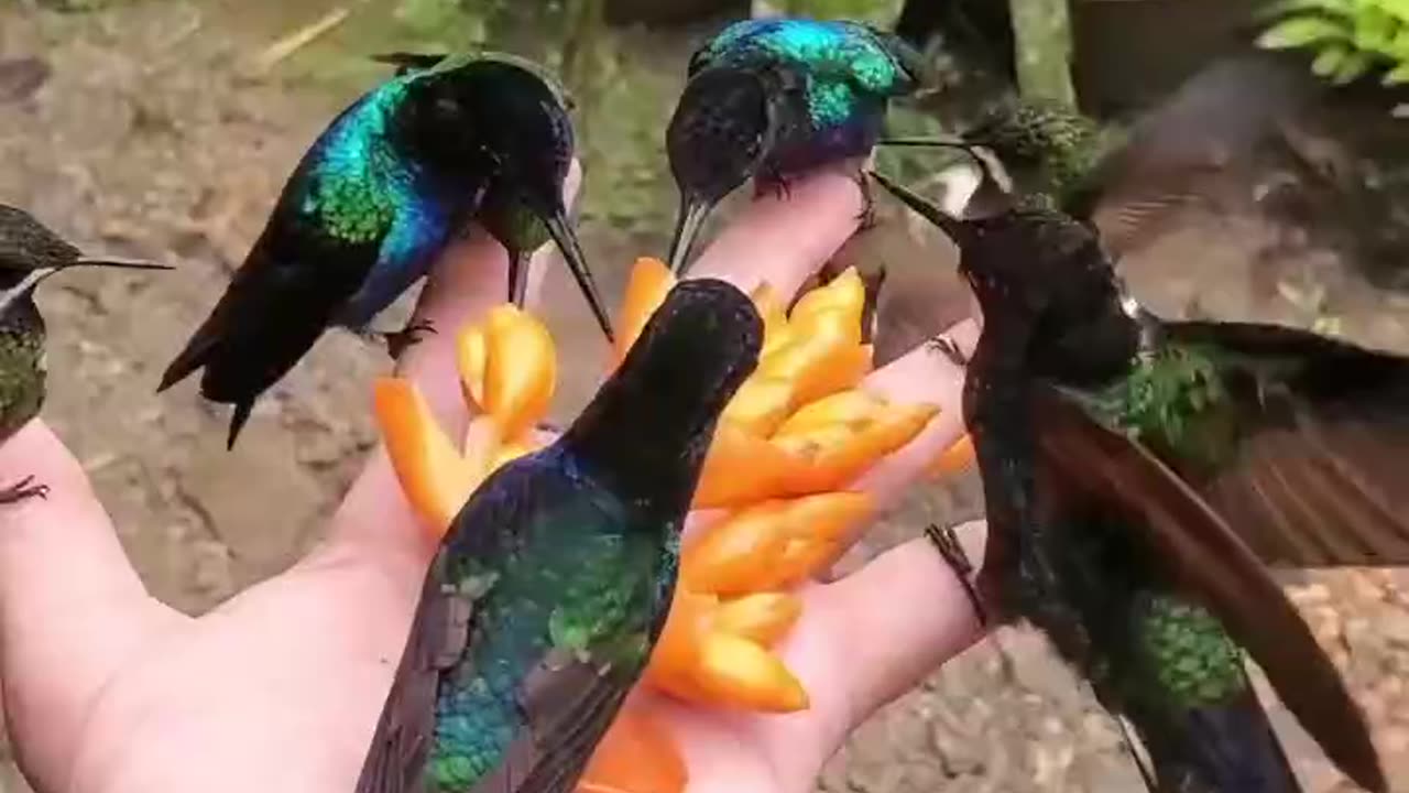 BEAUTIFUL BIRDS