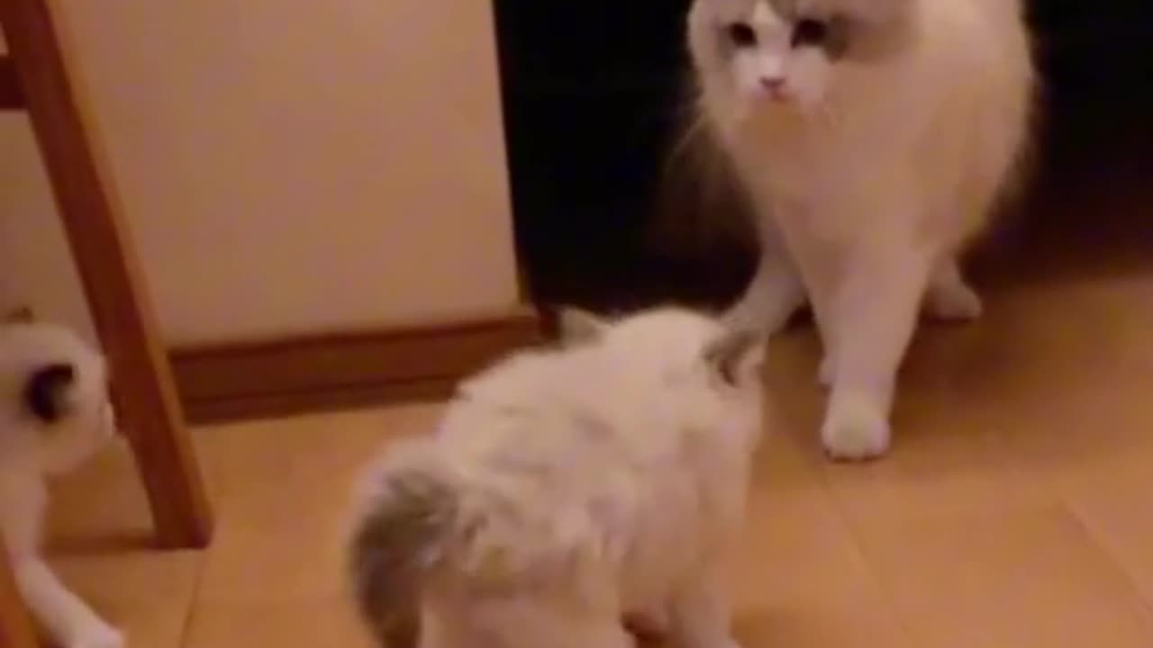 A mother🐈cat scares👻her young😿😿🧐🤣🤣