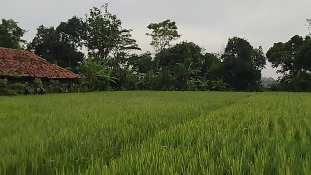 The Beautiful Of Lebak Siuh Village