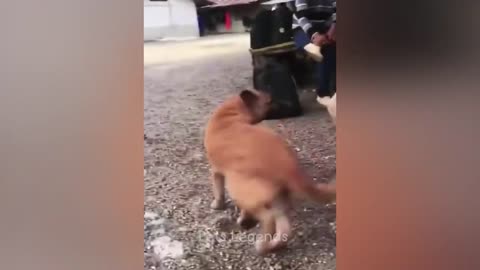 Funny cat and dog video 3492r5nu8c