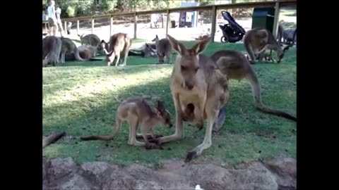 Baby Kangaroos & Joeys - CUTEST Compilation