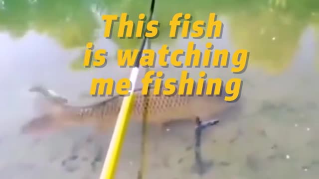 This fish is watching me fishing