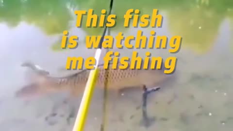 This fish is watching me fishing