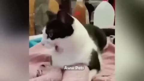 Funny animals video