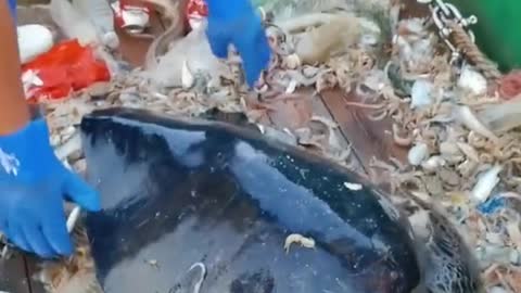 Funny Animals Series 237