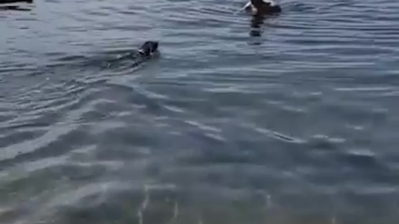 Dog_Jumps_In_The_Water_To_Save_Owner.