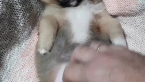 Happy Puppy Enjoys Endless Belly Strokes