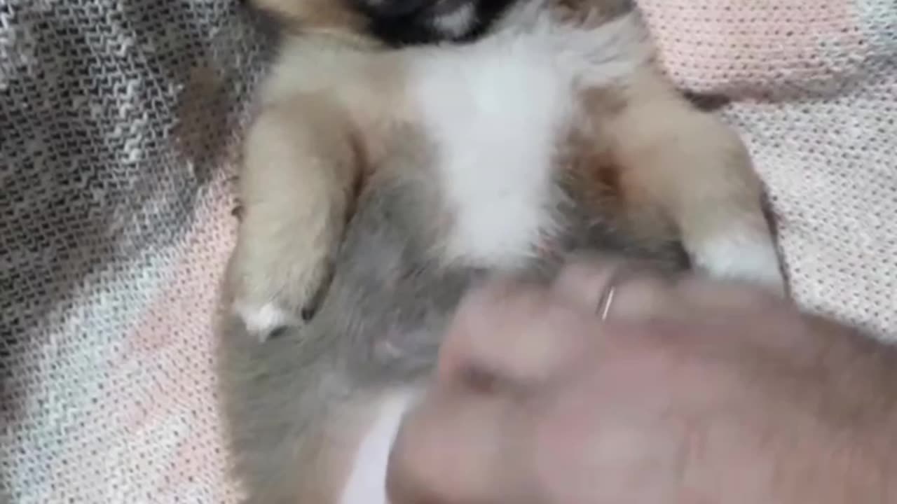 Happy Puppy Enjoys Endless Belly Strokes